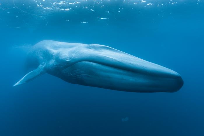 Blue whale underwater