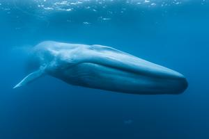 Blue whale underwater