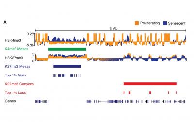 Balancing Act: Cell Senescence, Aging Related to Epigenetic Changes