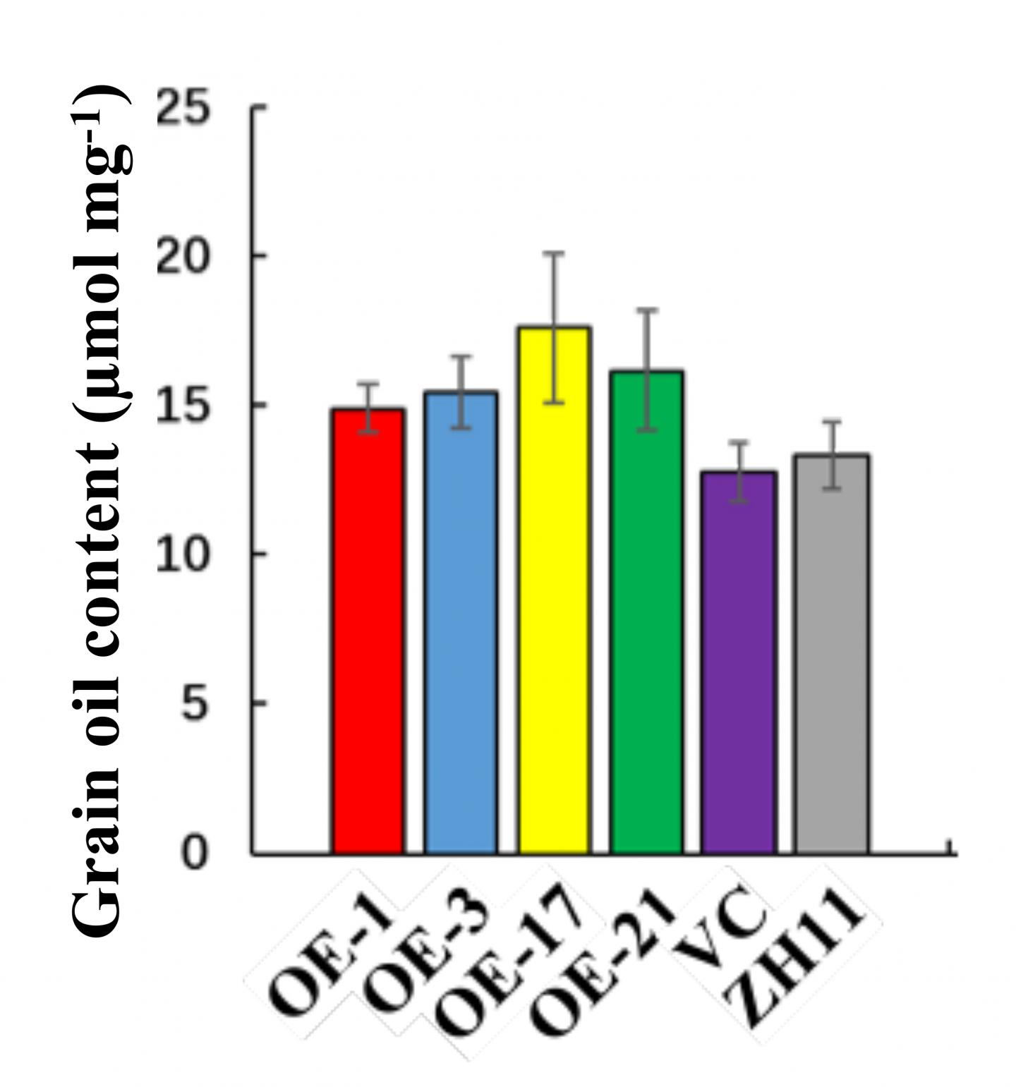 OsACBP2-OE Rice Grains Possess Higher Oil Content