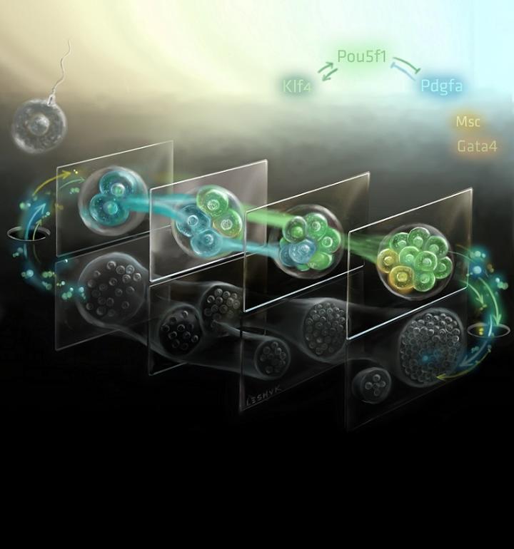 Single-Cell-RNA-Sequencing Measures Every Gene in Mouse Genome