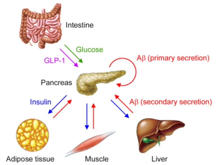Aβ-mediated crosstalk of peripheral tissues in glucose and insulin homeostasis