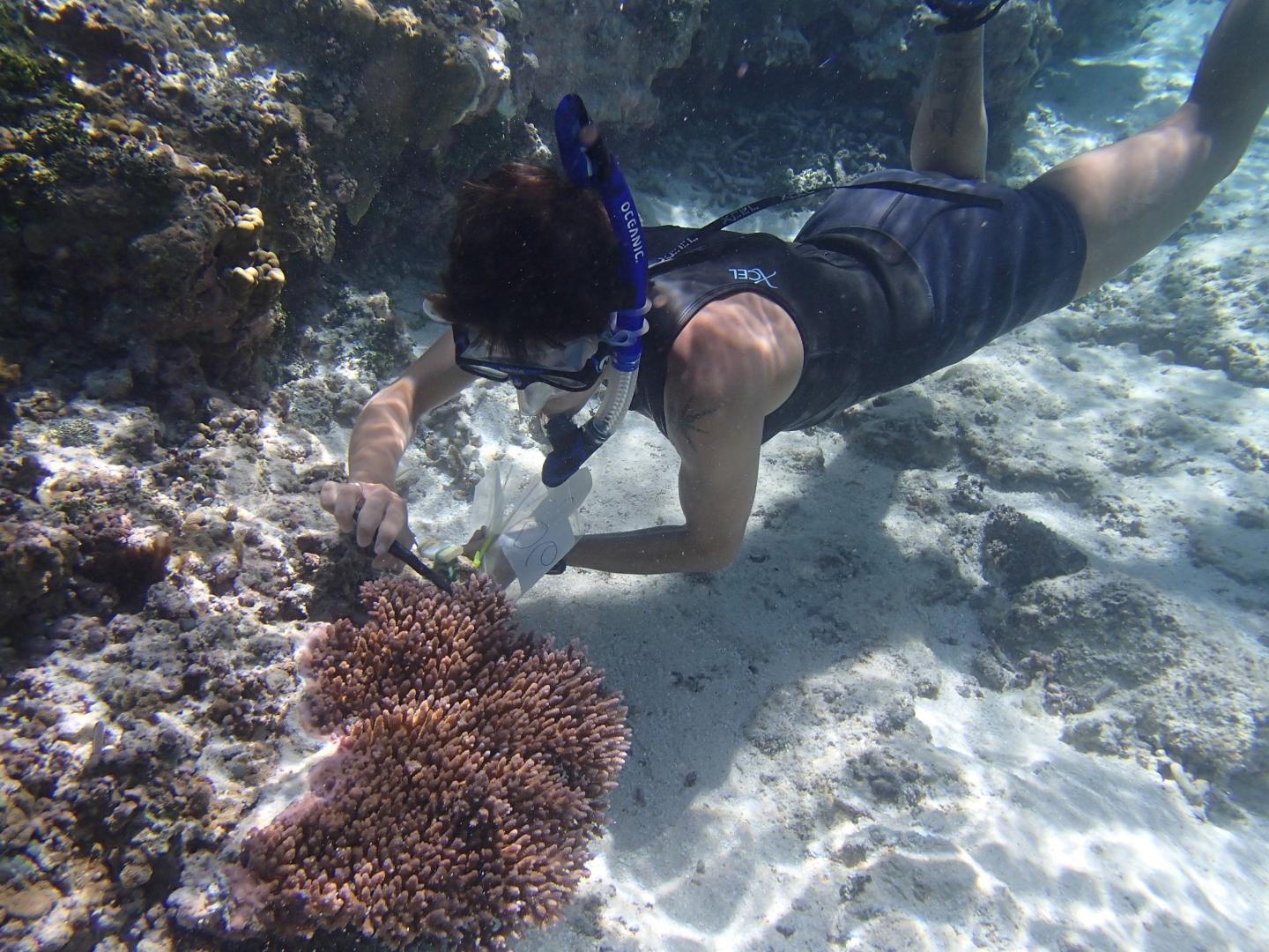 Stress Responses Help Some Corals Handle the Heat (3 of 7)