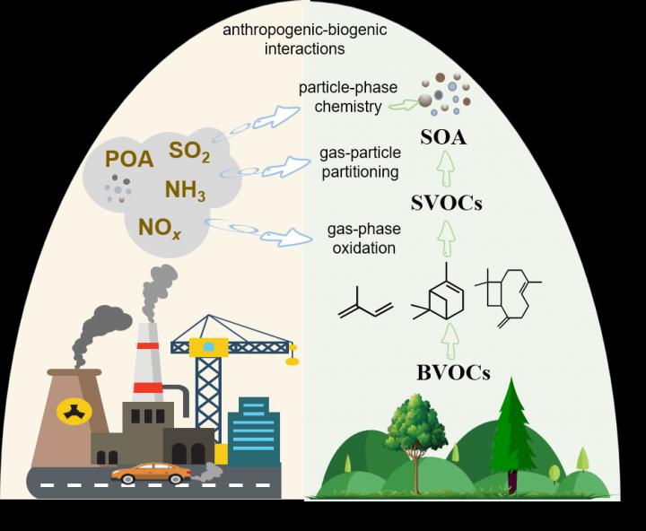 Emissions from human activity modify biogenic secondary organic aerosol ...