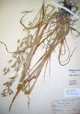 1925 Herbarium Specimen