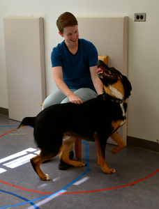 Dog behavior study