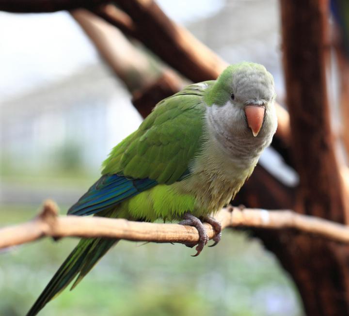 Monk Parakeet (<i>Myiopsitta monachus</i>)