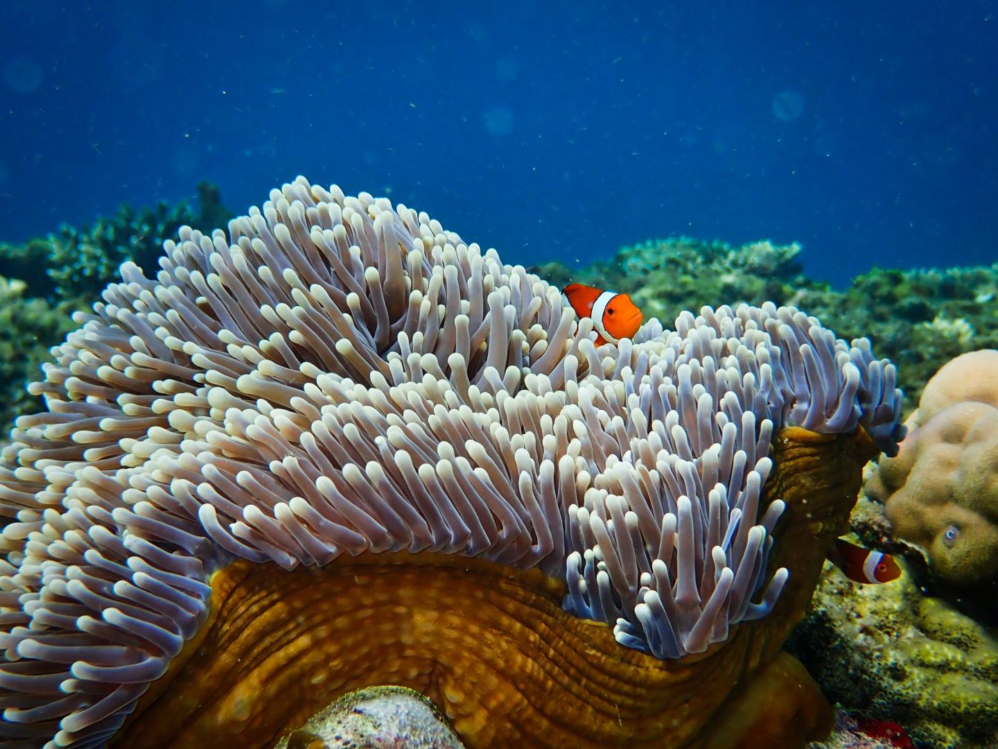 A Clownfish in an Anemone