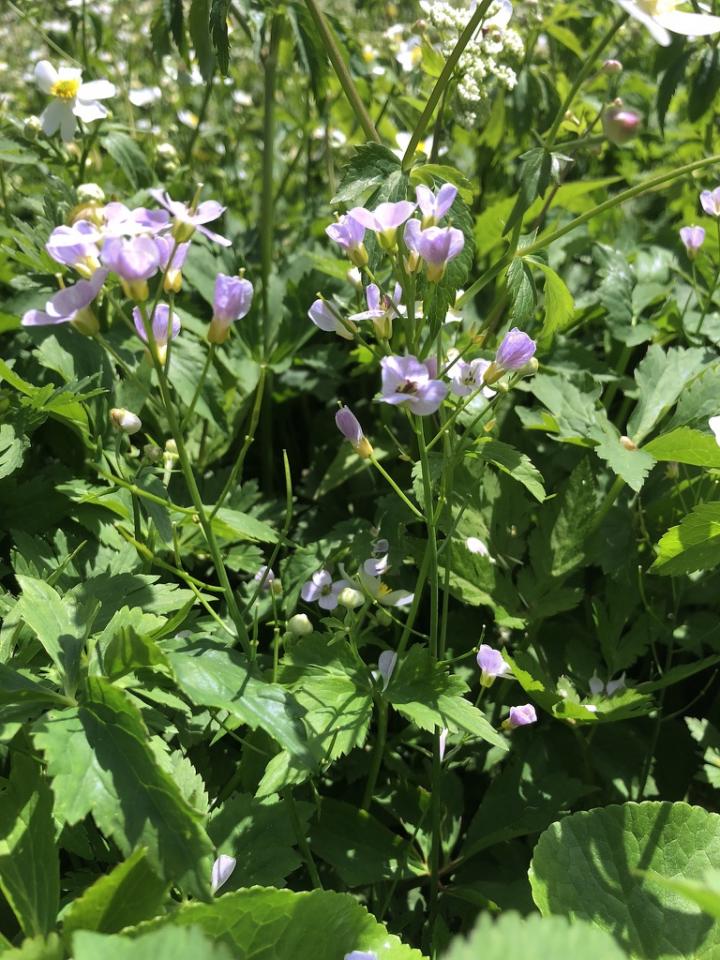 Cardamine insueta