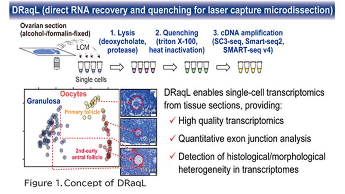 Figure 1.Concept of DRaqL