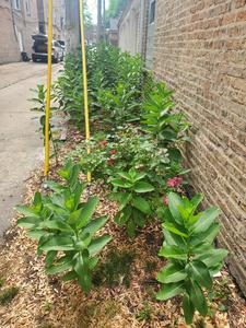 Alley milkweed 1