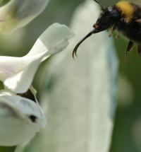 Long-tongued bumblebee on a faba bean flower