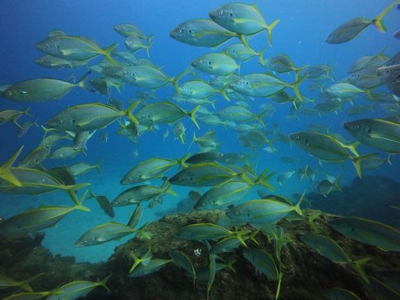 Fish shoal in Canary Islands