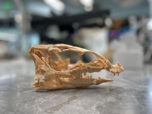 3D printed Fona skull