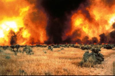 Fire in a Cheatgrass-Invaded Ecosystem