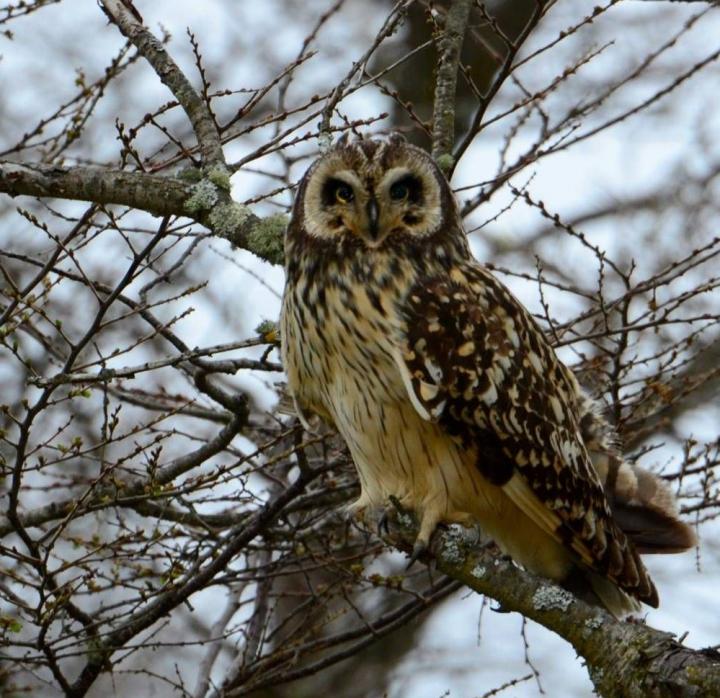 Short-eared Owl
