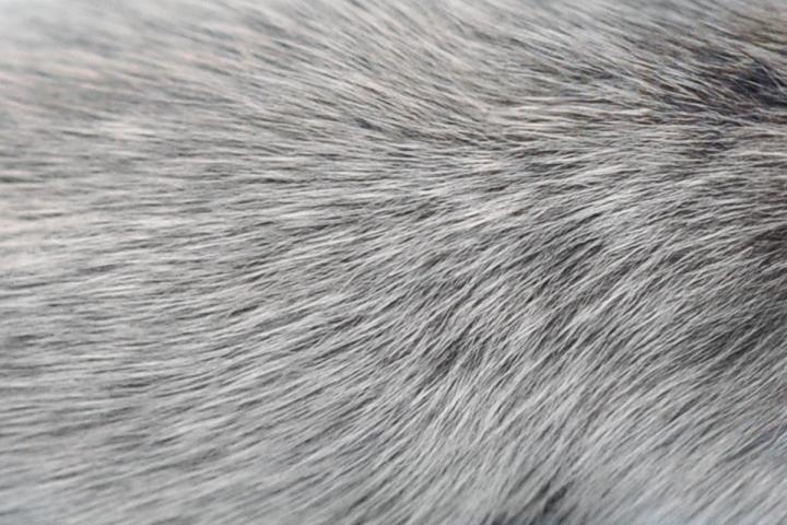 New Study Links Gray Hair with Immune System Activity and Viral Infection