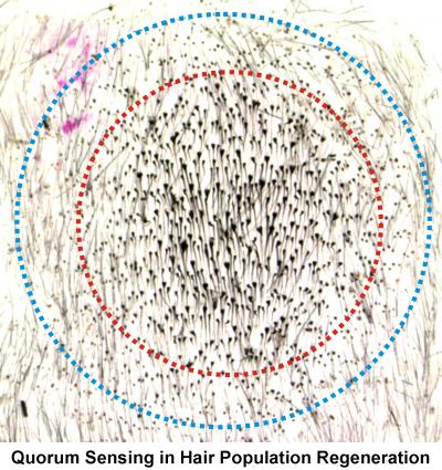Quorum Sensing in Hair Population Regeneration