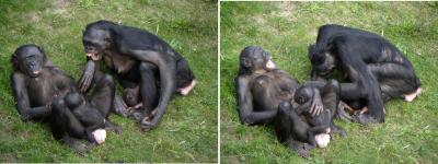 Yawn Contagion (1 of 2)