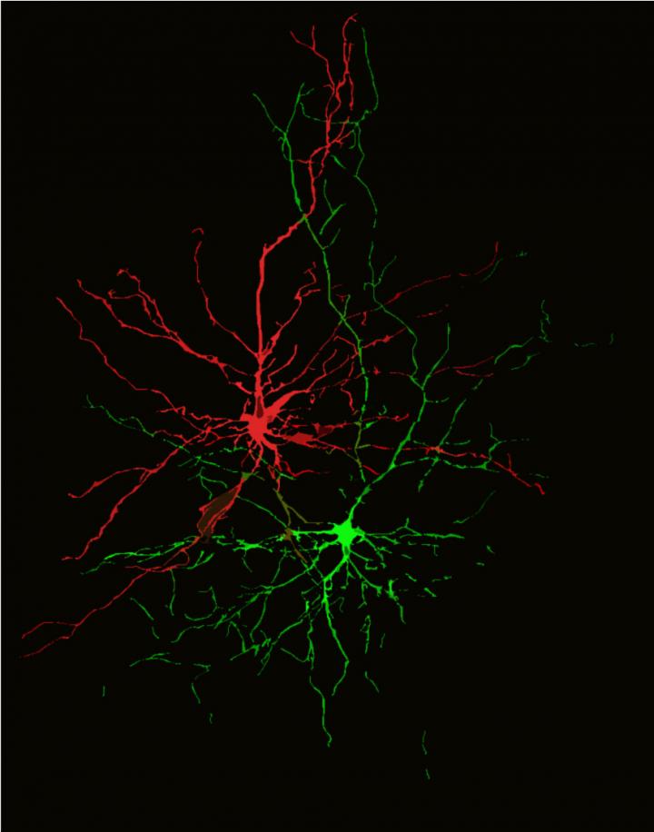 Intertwined Neuronal Projections