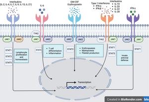 The JAK/STAT pathway.