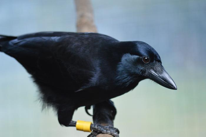 New Caledonian crow (Corvus moneduloides)