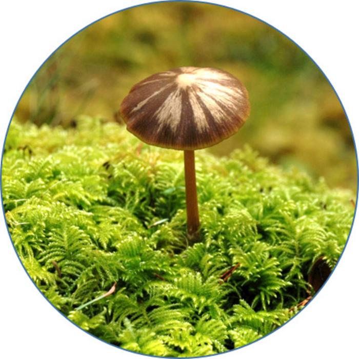 Mushroom and moss