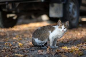 More people, more cats, more parasites: Human population density and temperature variation predict prevalence of Toxoplasma gondii oocyst shedding in free-ranging domestic and wild felids