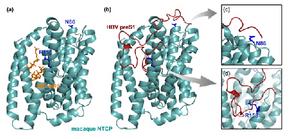 Structural Basis of Inter-Species Barrier to Hepatitis B Viral Entry into Macaque vs Human Liver Cells