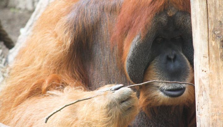 Male Orangutan Using a Stick Tool