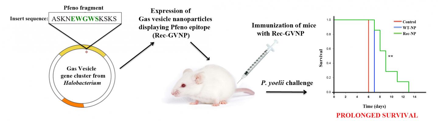 Protection Conferred by Pentapeptide Antigen Derived from <i>Plasmodium spp enolase</i> (2 of 2)