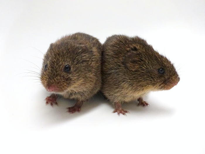 Voles