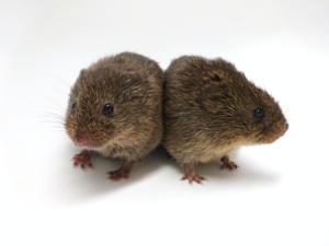 Prairie voles