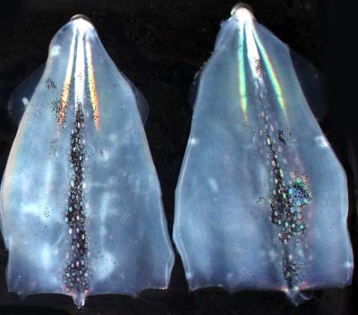 Dissected Squid Mantles