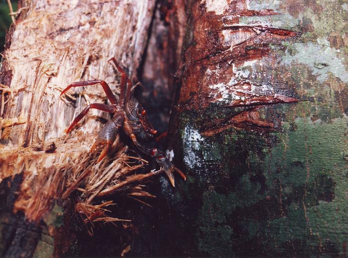 East Usambara tree-hole crab