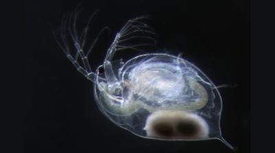<i>Daphnia</i>