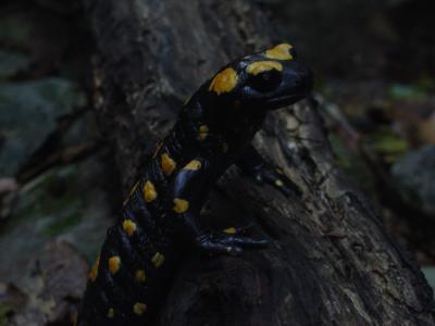 Salamander