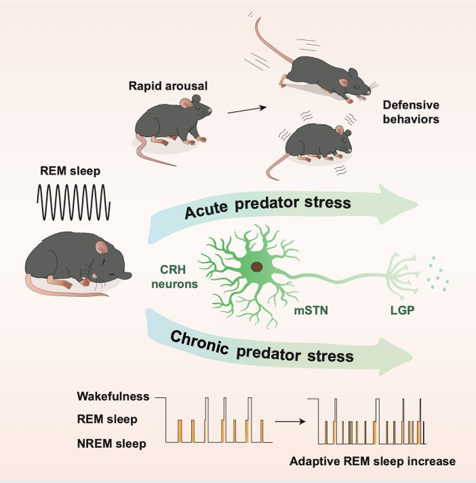 The mSTN-CRH-LGP neural circuit regulates REM sleep and defensive behaviors