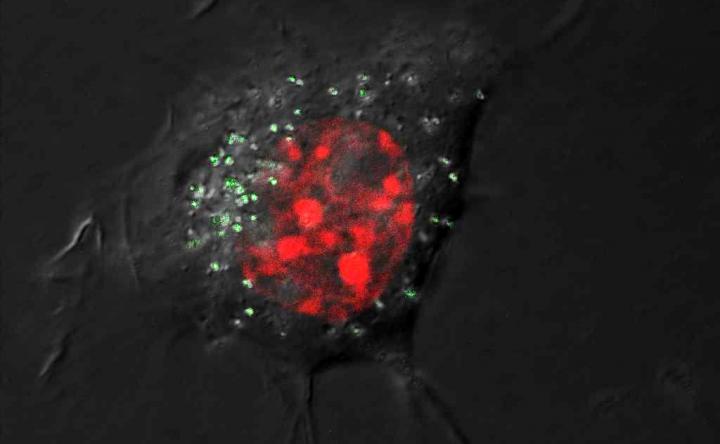 A Spoonful of Sugar in Silver Nanoparticles to Regulate Their Toxicity