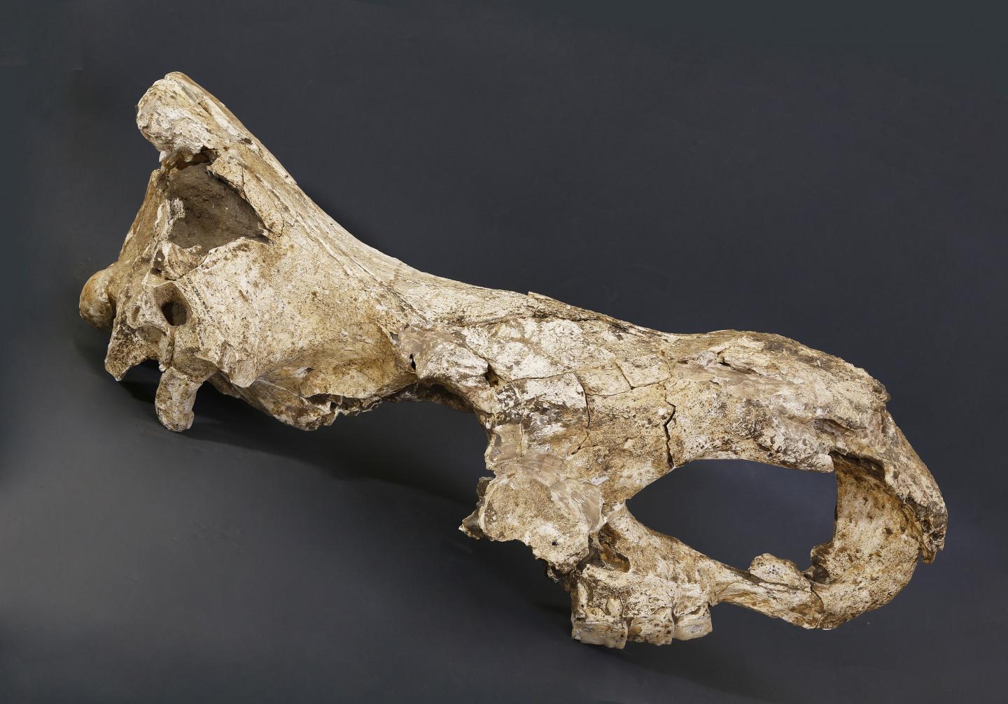<i>Stephanorhinus</i> Skull