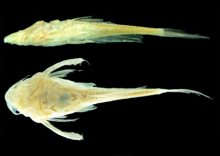 Side and Bottom View