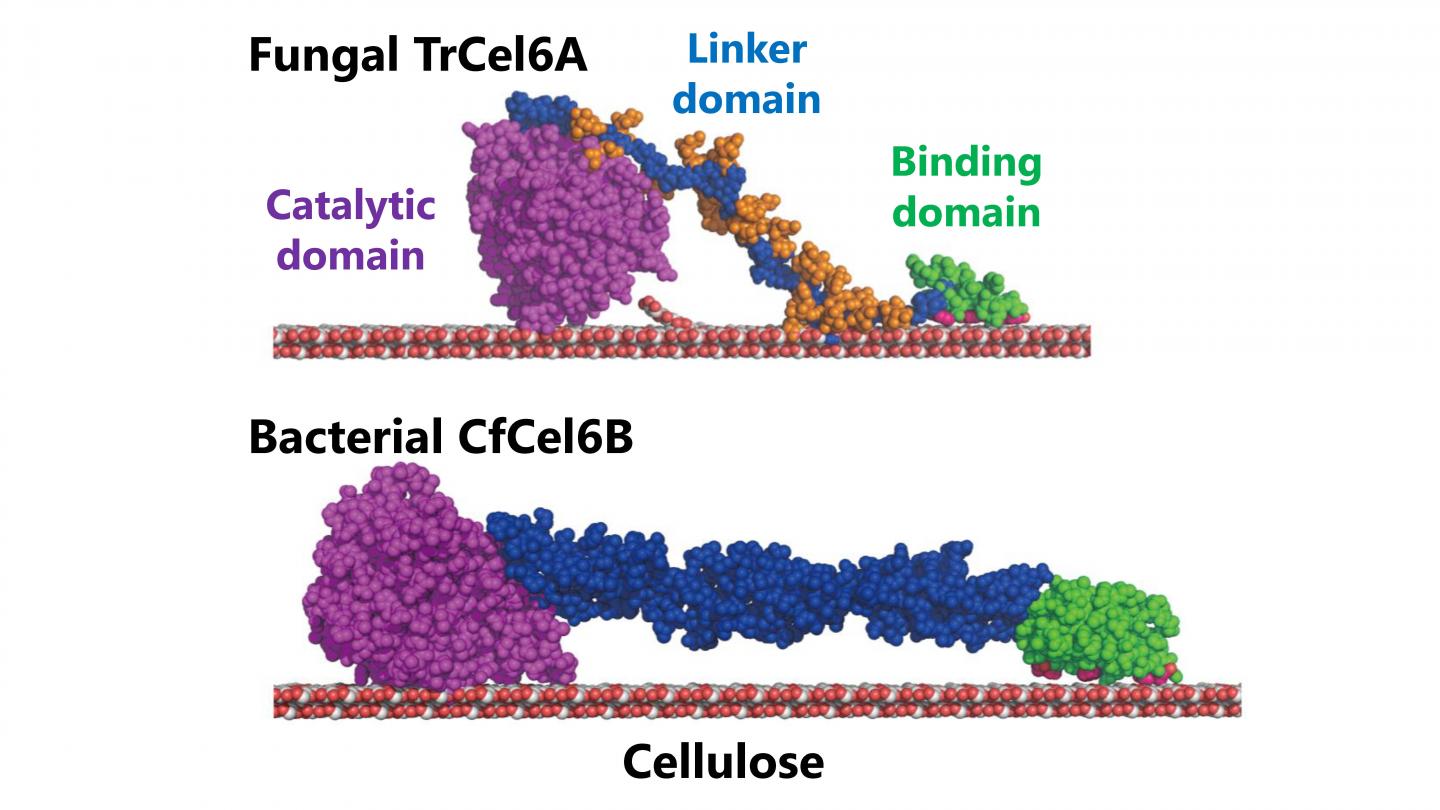 Cellulase Structures Image Eurekalert Science News Releases