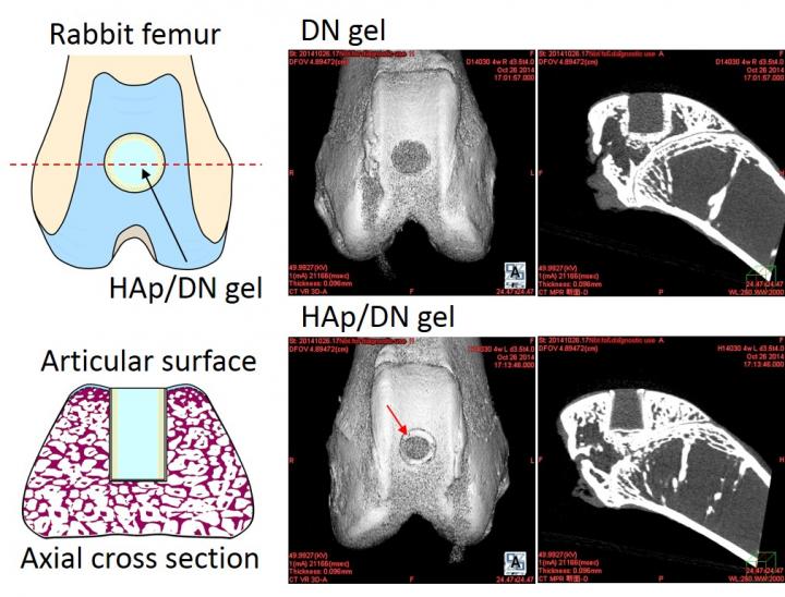 Gels Implanted in Rabbit Femurs