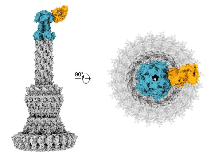 Antibody to fight bacterial infections