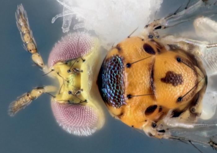 Another new wasp species discovered by researchers Rice campus