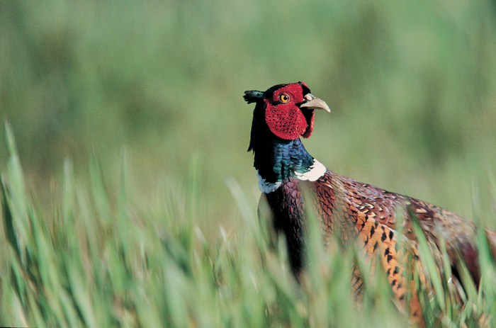 Pheasant