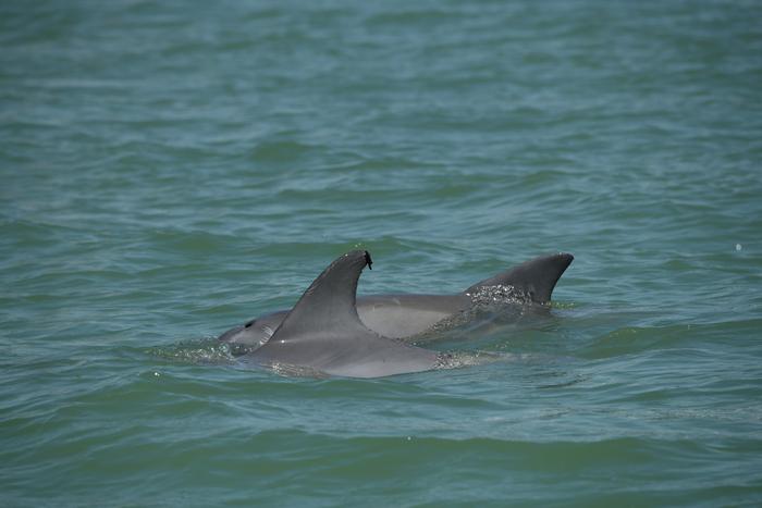 Dolphins in Gulf of Mexico