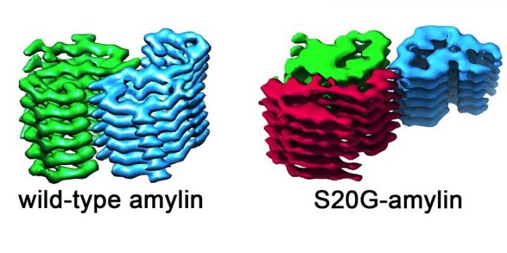 Visualization of Amylin Protofilaments