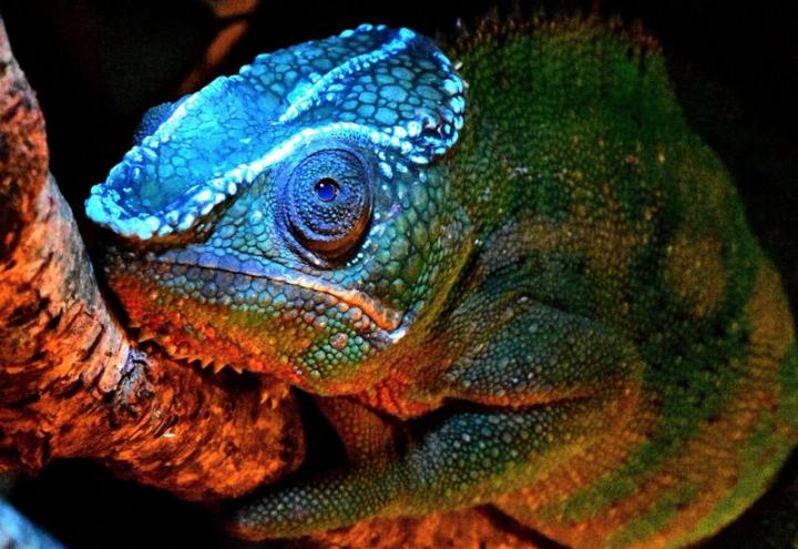 Fluorescent Pattern of the Chameleon <i>Calumma globifer</i> from Madagascar
