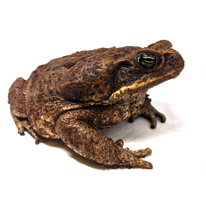 list of toad species